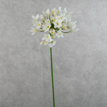 Load image into Gallery viewer, Agapanthus White 75cm
