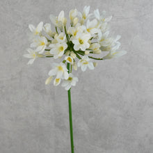 Load image into Gallery viewer, Agapanthus White 75cm

