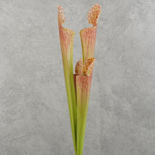 Load image into Gallery viewer, Trumpet Brown 43cm
