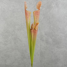 Load image into Gallery viewer, Trumpet Brown 43cm
