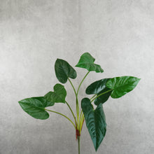 Load image into Gallery viewer, Anthurium Green 58cm
