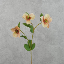 Load image into Gallery viewer, Hellebores Small Coral 45cm
