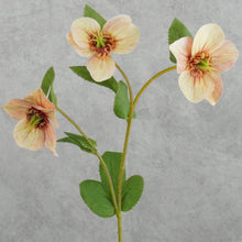 Load image into Gallery viewer, Hellebores Small Coral 45cm
