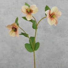Load image into Gallery viewer, Hellebores Small Coral 45cm
