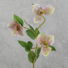 Load image into Gallery viewer, Hellebores Small Pink 45cm
