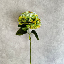 Load image into Gallery viewer, Hydrangea Green
