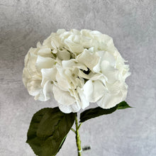 Load image into Gallery viewer, Hydrangea White

