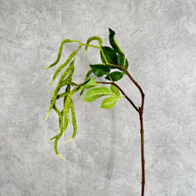 Load image into Gallery viewer, Amaranthus Upright
