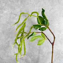 Load image into Gallery viewer, Amaranthus Upright
