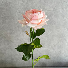 Load image into Gallery viewer, Austin Rose Realtouch Artificial Flowers Light Pink ROSEAUSTIN0012
