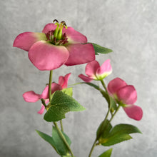 Load image into Gallery viewer, Helleborus Big Stem Artificial Silk Flower HELLEBORUS004-008
