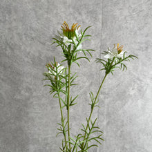 Load image into Gallery viewer, Nigella White
