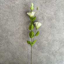 Load image into Gallery viewer, Lisianthus Green
