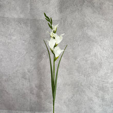 Load image into Gallery viewer, Gladiolus006 white
