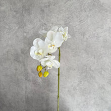 Load image into Gallery viewer, Orchid 5 heads white
