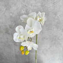 Load image into Gallery viewer, Orchid 5 heads white
