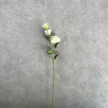 Load image into Gallery viewer, Lisian White
