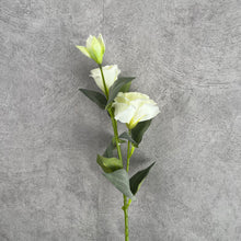Load image into Gallery viewer, Lisian White
