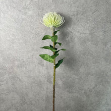Load image into Gallery viewer, Leucospermum White
