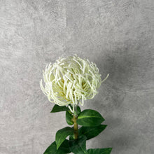 Load image into Gallery viewer, Leucospermum White
