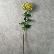 Load image into Gallery viewer, Leucospermum Green
