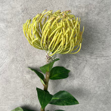 Load image into Gallery viewer, Leucospermum Green
