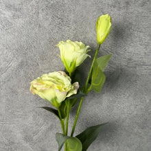 Load image into Gallery viewer, Lisianthus Artificial Silk Flower 70cm Stem LISIAN009-012
