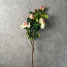 Load image into Gallery viewer, Camellia
