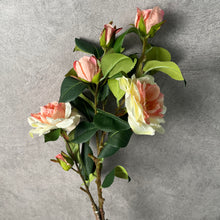 Load image into Gallery viewer, Camellia
