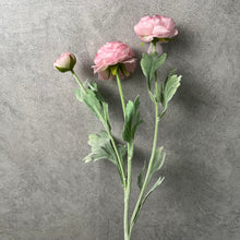 Load image into Gallery viewer, Ranunculus Pink
