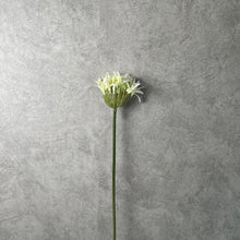 Load image into Gallery viewer, Agapanthus White
