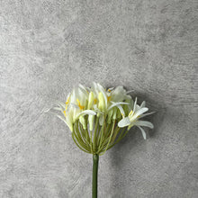 Load image into Gallery viewer, Agapanthus White
