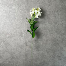Load image into Gallery viewer, Alstroemeria White
