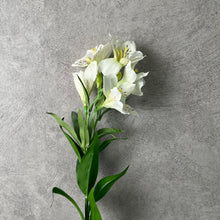 Load image into Gallery viewer, Alstroemeria White
