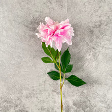 Load image into Gallery viewer, Dahlia Pink
