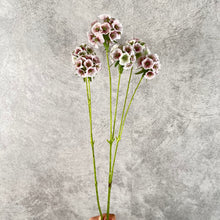 Load image into Gallery viewer, Pristimera Cambodiana Artificial Flower Blush Pink PRISTIMERACAMBODIANA003
