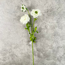 Load image into Gallery viewer, Ranunculs0001
