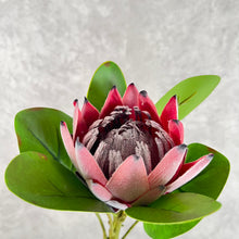 Load image into Gallery viewer, King Protea Artificial Flowers Stem PROTEA0001-0003
