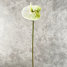 Load image into Gallery viewer, Anthuriums Artificial Silk Flowers Stem ANTHURIUM001-003
