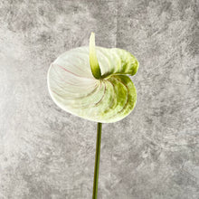 Load image into Gallery viewer, Anthuriums Artificial Silk Flowers Stem ANTHURIUM001-003
