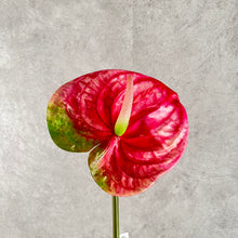 Load image into Gallery viewer, Anthuriums Artificial Silk Flowers Stem ANTHURIUM001-003
