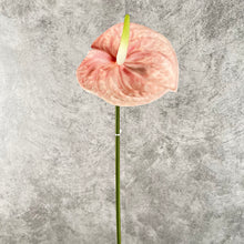 Load image into Gallery viewer, Anthuriums Artificial Silk Flowers Stem ANTHURIUM001-003
