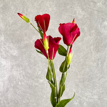 Load image into Gallery viewer, Lisianthus004 Burgundy
