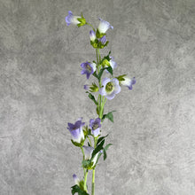 Load image into Gallery viewer, Bellflower purple
