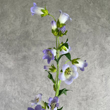 Load image into Gallery viewer, Bellflower purple
