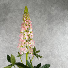 Load image into Gallery viewer, Lupine001
