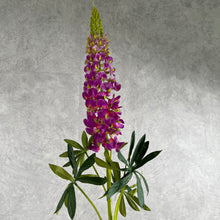Load image into Gallery viewer, Lupine003 Mauve
