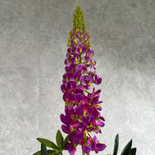 Load image into Gallery viewer, Lupine003 Mauve
