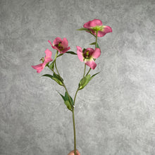 Load image into Gallery viewer, Hellebore big pink
