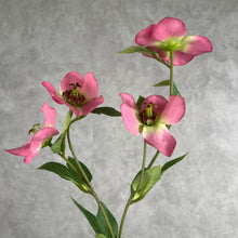Load image into Gallery viewer, Hellebore big pink
